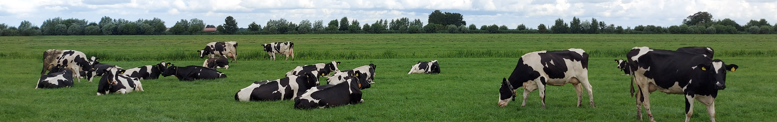 dairy cattle grazing in the field