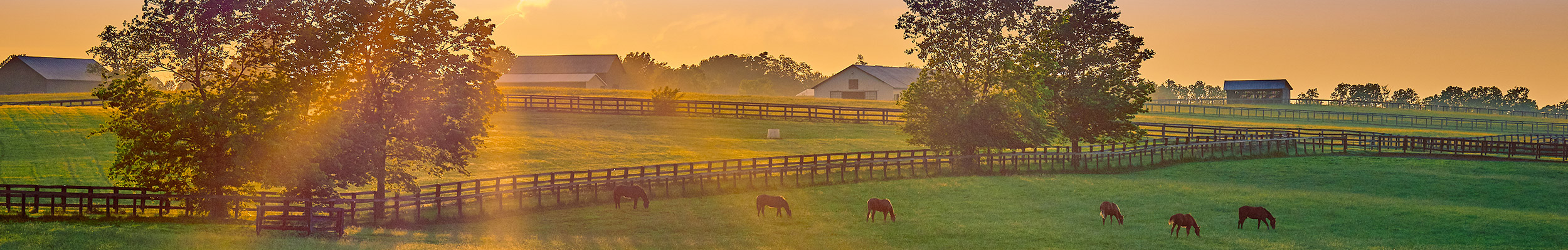 Farm with Animals