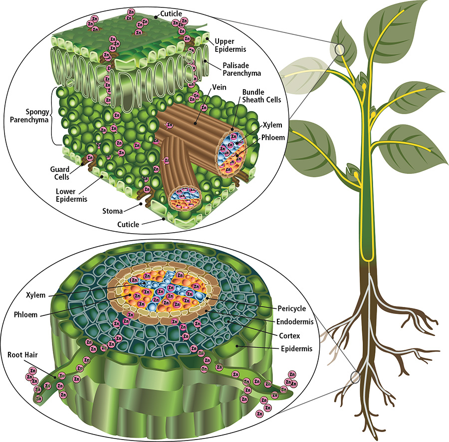 Diagram showing how Polysaccharide Complexation works